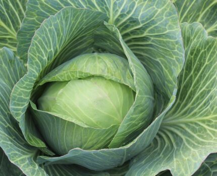 Die Zeit für Sauerkraut ist wieder da